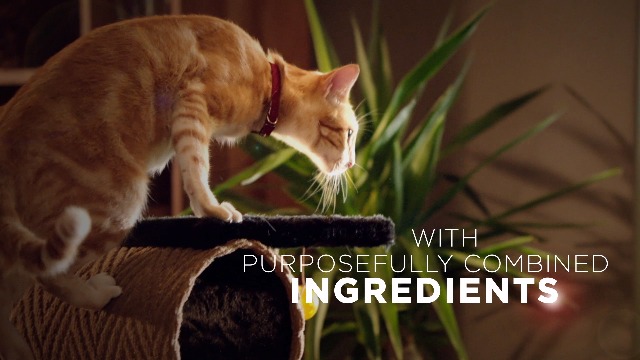 6 Purina+Healthy+Kitten+Formula+Food