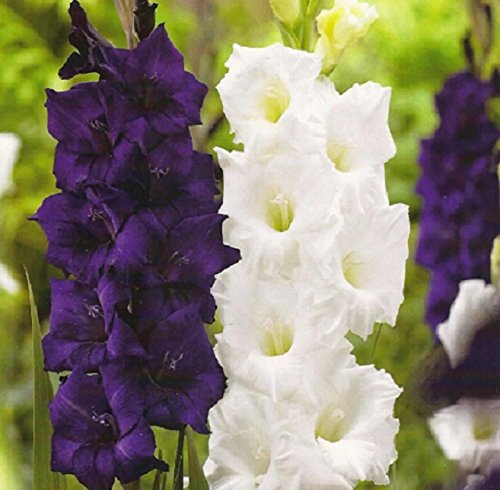 Large Gladioli 'Sweet Dreams Mixed' WPC Prins Value Pack x25 Bulbs