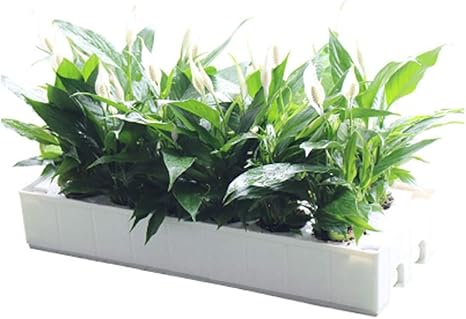 Amazon Soilless栽培設備 単層の静的水耕栽培システム 植栽トマト キュウリに適した強力な支持力 屋内ガーデンキッチン 栽培キット オンライン通販