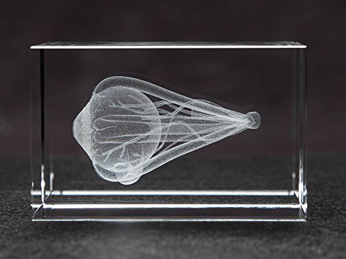 Eye 3d Laser 1lb Crystal, Anatomy, Ophthalmology