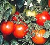 Siberian Tomato - Heirloom Variety from Russia