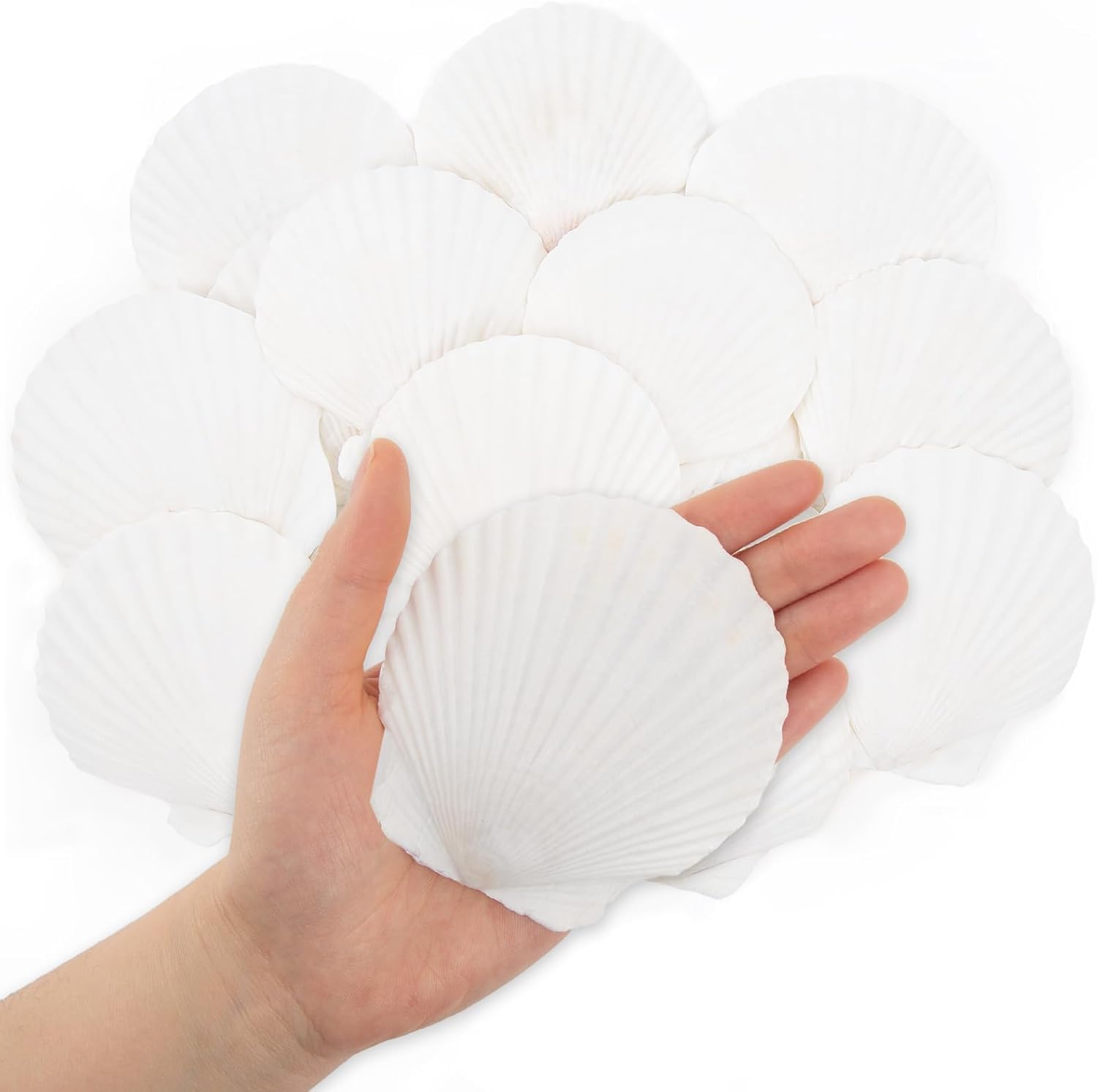SKOOLOVE 16PCS White Scallops Shells, 7-10CM Natural Seashell from Sea Beach, Sea Shells for Crafts Wedding Decor Beach Theme Party and Home Decor