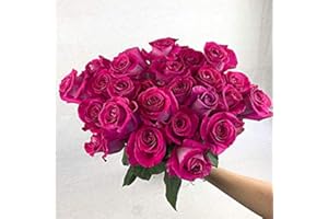 GREENCHOICEFLOWERS Fresh Cut 24 Pink Roses - Fresh from the Farm Pink Rose Bouquet – Hand-Selected Long-Lasting, Gift and Home Decor Perfect Fresh Flowers |20" Long Stems No Vase-2 Dozen | Valentines Day Flowers Gift