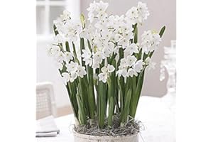 DAYLILY NURSERY 5 Ziva Paperwhites 13-15cm- Indoor Narcissus: Narcissus Tazetta: Nice, Healthy Bulbs for Holiday Forcing!!