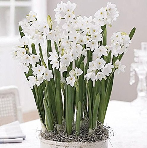 5 Ziva Paperwhites 13-15cm- Indoor Narcissus: Narcissus Tazetta: Nice, Healthy Bulbs for Holiday Forcing!!