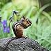 Bright Day Calendars Chipmunks 2018 16 Month Wall Calendar