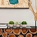Artificial Boxwood & Grass Plants - Gorgeous Fake Plants in Pots for Home Decor - Indoor Faux Plants Bring Your Living and Workspace to Life Without Any of The Maintenance -3 Plants Per Unit