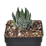 Miniature Fairy Garden Haworthia fasciata, Zebra Plant