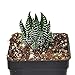 Miniature Fairy Garden Haworthia coarchata