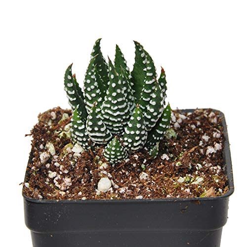 Miniature Fairy Garden Haworthia coarchata