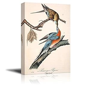 Beautiful Illustration of a Passenger Pigeon by John James Audubon - Canvas Art Home Art - 12x18 inches