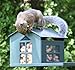 Erva Peanut Pantry Squirrel Feeder - Heavy Duty Steel - Premium Verdigris Finish - Made in USA (SQF1)