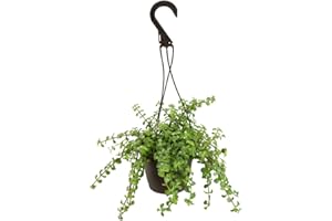 Trailing Elephant Bush Succulents, Hanging Plants Live Succulents Plants Live Houseplants, Hanging Planter Basket, Mini Succulents Live Plants Indoor Plants in Plant Basket by Plants for Pets