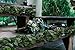 2 Pack Artificial Greenery Garland, Fake Vines - 6FT Faux Green Garland with White Flowers and 5.6FT Artificial Ivy Green Leaves Garland, Decorative Vines Table Runner Garland