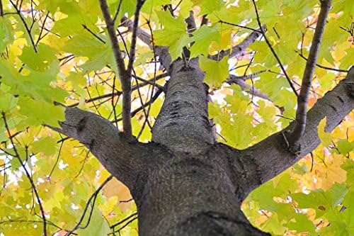Maple, Sugar for Maple Syrup Tree, 32 Seeds! US USA#