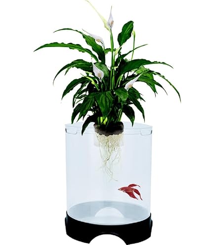 Amazon.com: Aquarium Peace Lily (Spathiphyllum Wallisii) Live Aquatic Plant  : Pet Supplies