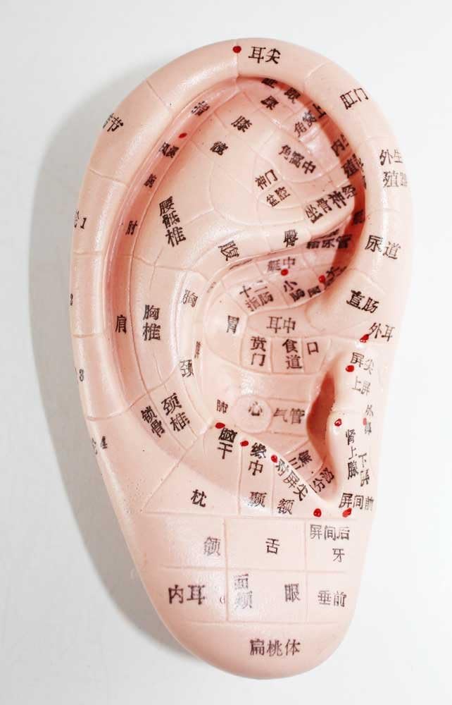 Amazon 耳モデル 耳つぼマッサージ モデル 耳 各臓器反射区 経穴 プラモデル 通販