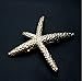 Starfish Hair Clip, Sun Run Fashion Stylish Metal Starfish Hairpin Special Sea Lover Star Hair Clip for Women Girl Baby