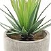 Velener Mini Home Decoration Aloe Vera Artificial Plants with Paper-Mache Pots (Set of 2), 7 inches and 5 inches, Faux Plants for Living Room, Kitchen, Bedroom, and Office Decor…