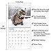 unp 2020 Cats Wall Calendar by Bright Day, 16 Month 12 x 12 Inch, Cute Kitten Animals Feline