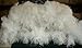 Special Sale OSTRICH Feathers Wholesale Bulk 15/18