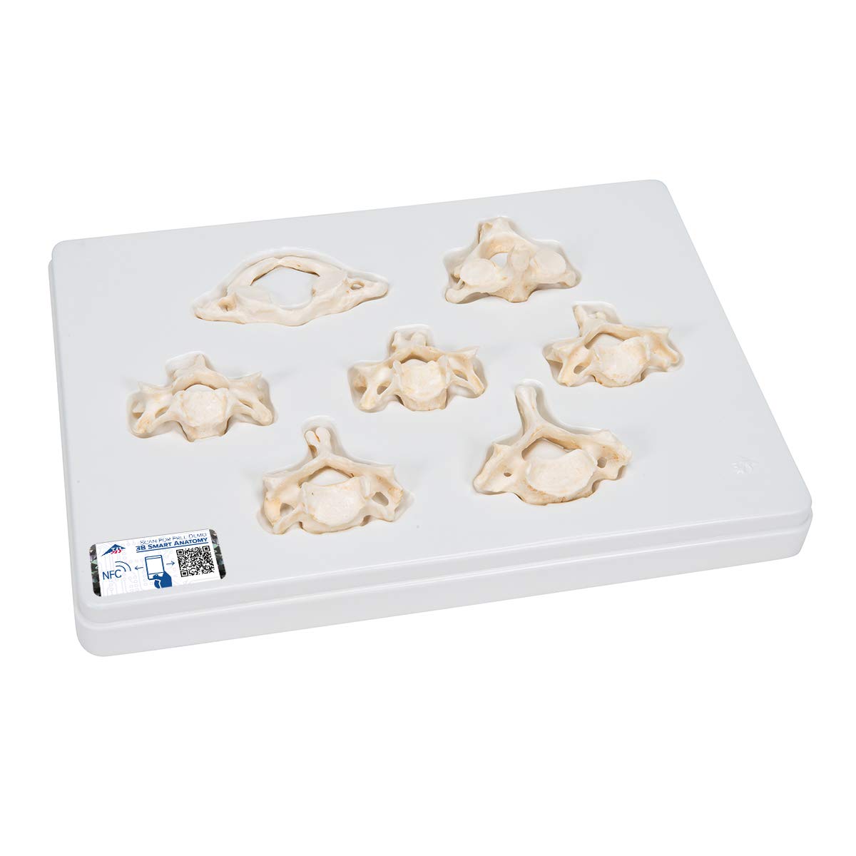 3B Scientific Set of 7 Bonelike Cervical Vertebrae + free Anatomy App - 3B Smart Anatomy
