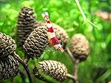 Aquatic Arts 50 Alder Cones | Shrimp Aquarium Decorations |pH Reducer & Buffering Water Treatment |Freshwater Fish Tank Supplies/Accessories