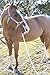 Intrepid International Horse Lunge Line Rope