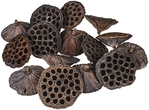 2 x 35 Natural Dried Lotus Heads 4 - 6 Natural seed pod, ideal for crafting and decoration