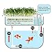 Aquaponic Fish Tank Grow Plants Seed Sprouter Wheatgrass Sprouts Hydroponic Cleaning Ecosystem Water Garden Fish Tank (White)thumb 1