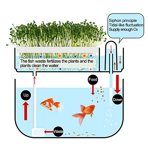 Aquaponic Fish Tank Grow Plants Seed Sprouter Wheatgrass Sprouts Hydroponic Cleaning Ecosystem Water Garden Fish Tank (White)