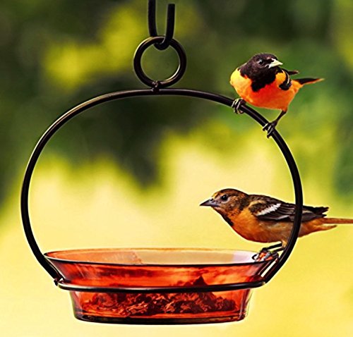 Glass Flat Bottom Hanging Wild Bird Baths G446M Clear Decorative Birdseed Container Feeder. Romantic Decor & More