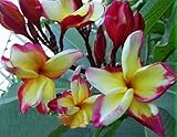 20 Fresh Seeds Plumeria Agave Rare Real Golden-unicorn www