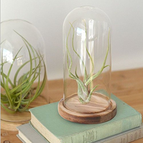 Reelva Decorative Clear Glass Cloche Bell Jar Display Case (D9cmH25cm)