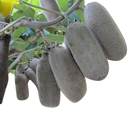 Futaba Japanese Actinidia Eriantha Kiwi Fruit Seeds - 50 Pcs