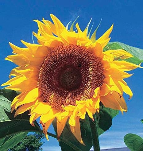 Promote Traders Pack of 100 Flower Seeds-Home Kitchen Garden Seeds for Hanging Pot Gardening -Sunflower Russian Tall Colorful Seeds