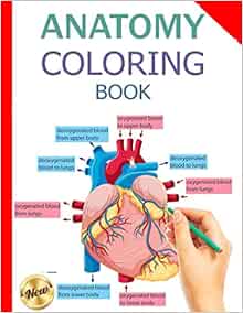 Download Amazon.com: Anatomy Coloring Book: And Physiology Workbook, Updated Edition (Human Anatomy ...