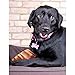 Downtown Pet Supply - Jumbo Pig Ears - Dog Dental Treats & Rawhide-Free Dog Chews - Healthy Coat & Skin Care, Cholesterol & Heart Health - Protein, Vitamins & Minerals - 10 Pack