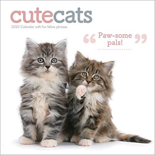 Cute Cats Square Wall Calendar 2020