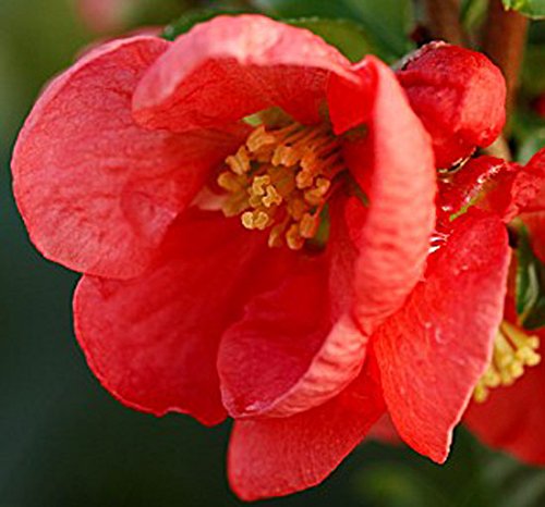 Chaenomeles 'Scarlet' 13cm Pot Size