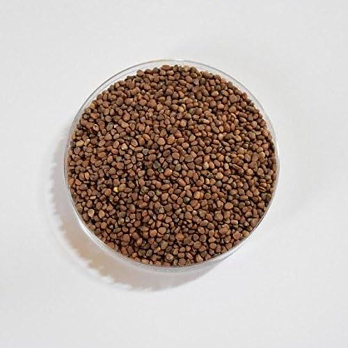 Natures Root Organic Radish Sprouting Seeds 250g (China Rose) - Superfood - Image 3