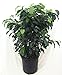 Jmbamboo - Midnight Weeping Fig Tree - Ficus - Great Indoor Tree for Low Light - 4" Pot