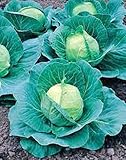 Cabbage Seed, Golden Acre, Heirloom, Organic, Non Gmo, 25+ Seeds, Tasty Healthy Veggie