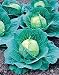 Cabbage Seed, Golden Acre, Heirloom, Organic, Non Gmo, 25+ Seeds, Tasty Healthy Veggie primary