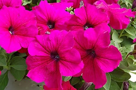 ANTIER PETUNIA GRANDIFLORA BURGUNDY FLOWER SEEDS (AVG 30-50) SEEDS X 9 PACKET