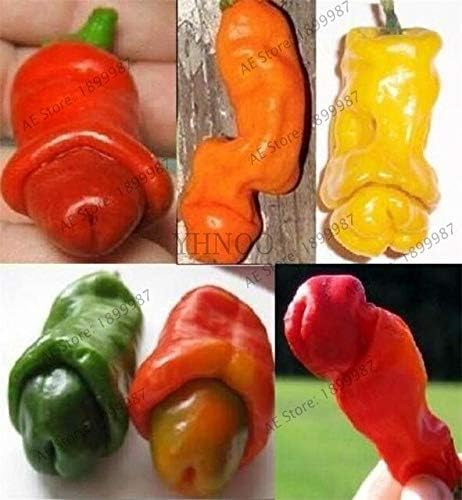 Bra Hot - 200 Pcs Mixed Yellow Puple Red Green White Mix Sweet Bell Hot Pepper Bonsai Vegetables Paprika, Plant for Home Garden(Seed) - by Abuldahi