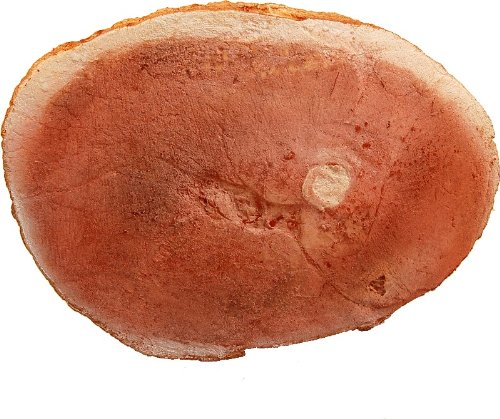 Flora-cal Products Fake Ham Roasted Display Prop Made in America - Thumbnail 2