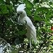 EBTOYS Artificial Birds Lifelike Feathered Birds Christmas Model - White Parrot