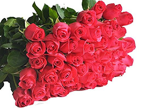 Farm2Door Wholesale Roses: 25 Fresh Hot Pink Roses (Long Stemmed - 50cm) from Colombia - Farm Direct Wholesale Fresh Flowers