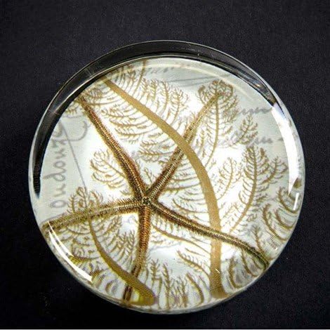 Starfish Turtle paperweight